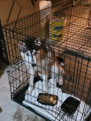 Found/Stray Male Dog last seen Lane dr, Rosenberg, TX 77471