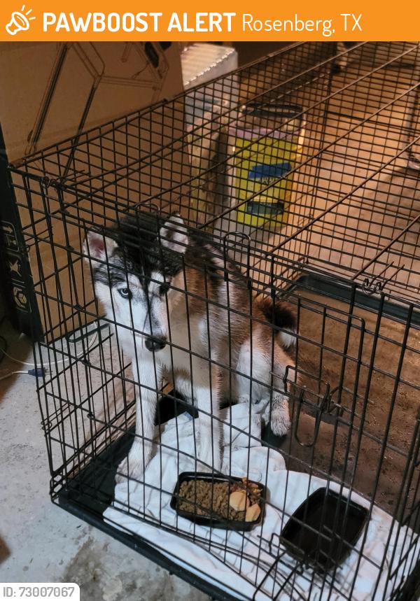 Found/Stray Male Dog last seen Lane dr, Rosenberg, TX 77471