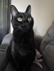 Reunited Male Cat last seen 50th se canton, North Canton, OH 44709