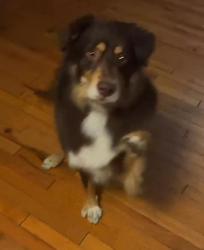 Reunited Male Dog last seen Chicago Ave, Henry Ave, Hammond, IN 46324