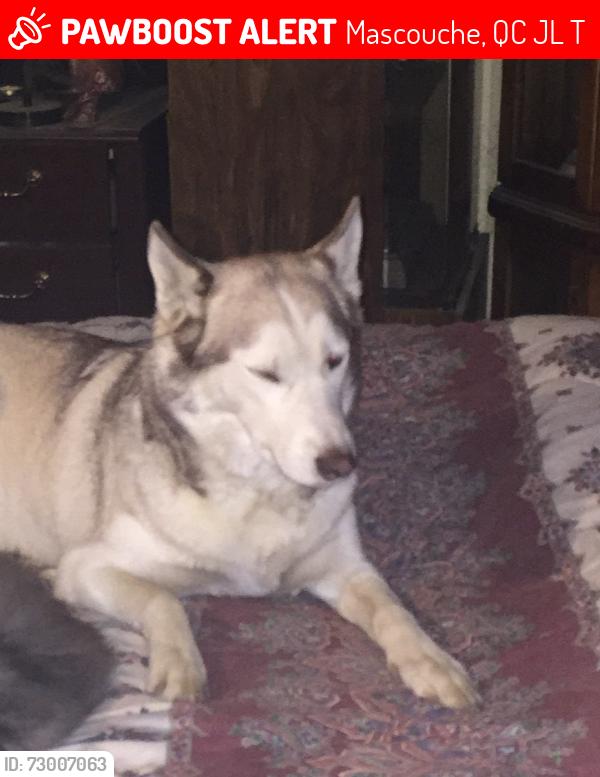 Lost Female Dog last seen Brompton road n’est old Mascouche golf vourse, Mascouche, QC J7L 3T2