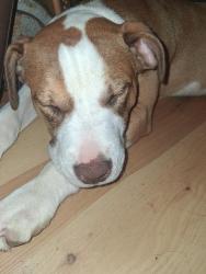 Found/Stray Male Dog last seen Race track, Irvington, AL 36544