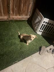 Found/Stray Male Dog last seen Dos palmas, Adelanto, CA 92301