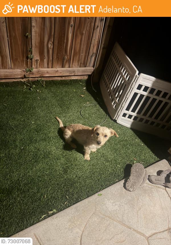 Found/Stray Male Dog last seen Dos palmas, Adelanto, CA 92301
