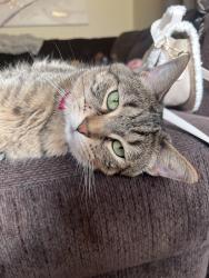 Reunited Male Cat last seen A laundromat , Milwaukee, WI 53218