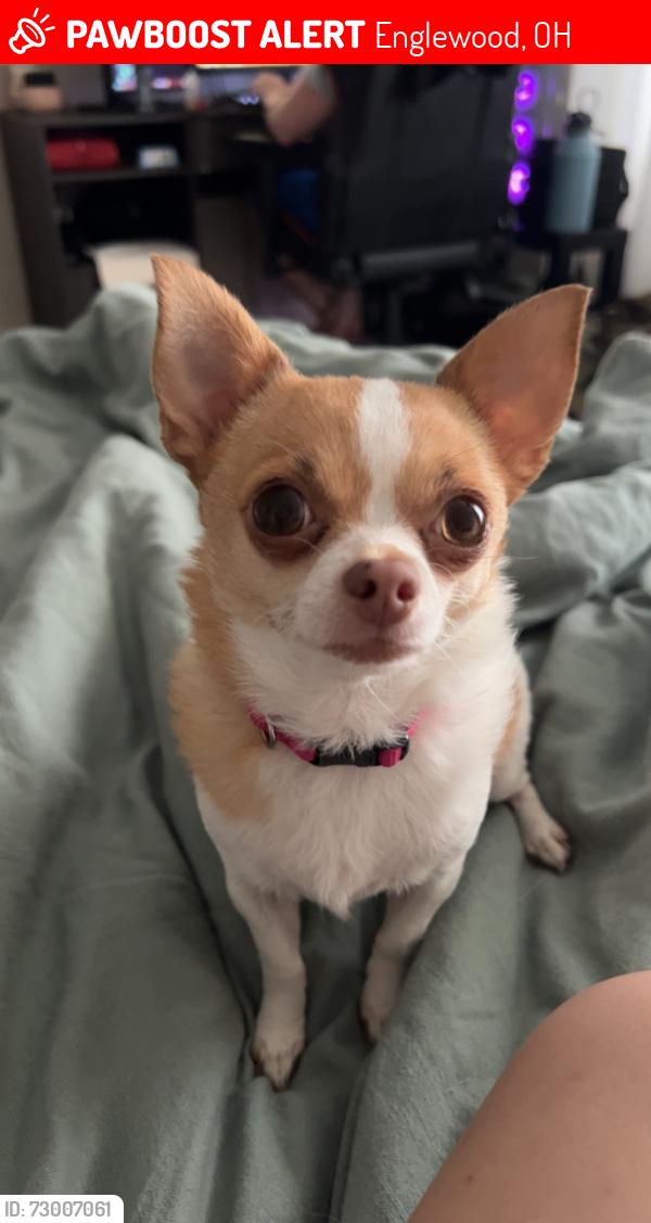 Lost Female Dog last seen Oldham Way, Englewood, OH 45322