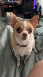 Lost Female Dog last seen Oldham Way, Englewood, OH 45322