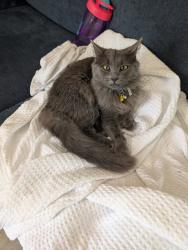 Reunited Female Cat last seen Old Castle Dr, Fayetteville, NC 28314