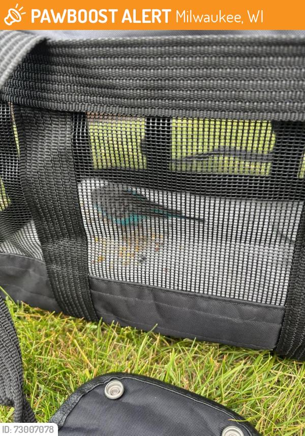 Found/Stray Unknown Bird last seen Lincoln and Bay, Milwaukee, WI 53207
