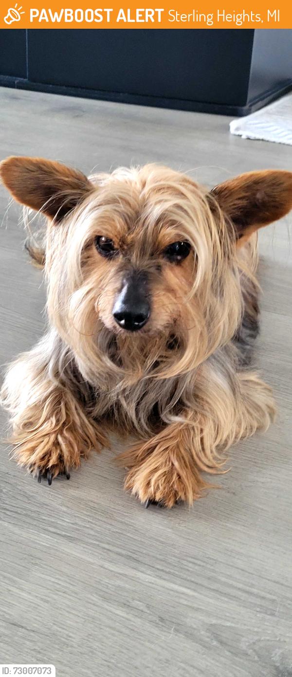 Found/Stray Male Dog last seen M53 Expressway and Clinton River Road, Sterling Heights, MI 48312