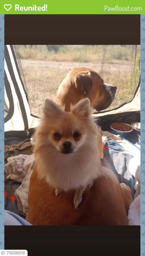 Reunited Female Dog last seen Washington Street . Crater rd, Petersburg, VA 23803