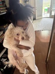 Lost Male Dog last seen Challenger Elementary , Pearland, TX 77584