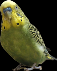Lost Male Bird last seen Noble Avenue and Terra Avenue, San Jose near Noble library, San Jose, CA 95132