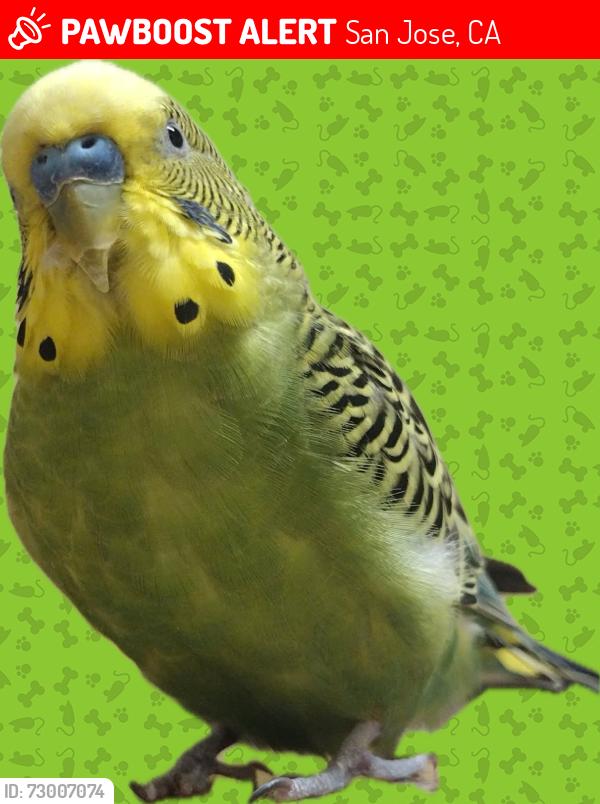 Lost Male Bird last seen Noble Avenue and Terra Avenue, San Jose near Noble library, San Jose, CA 95132
