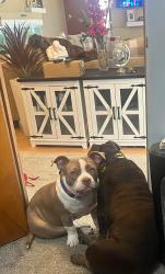 Lost Male Dog last seen I94 and Allard , Harper Woods, MI 48225