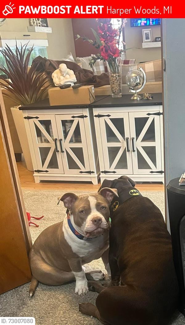 Lost Male Dog last seen I94 and Allard , Harper Woods, MI 48225