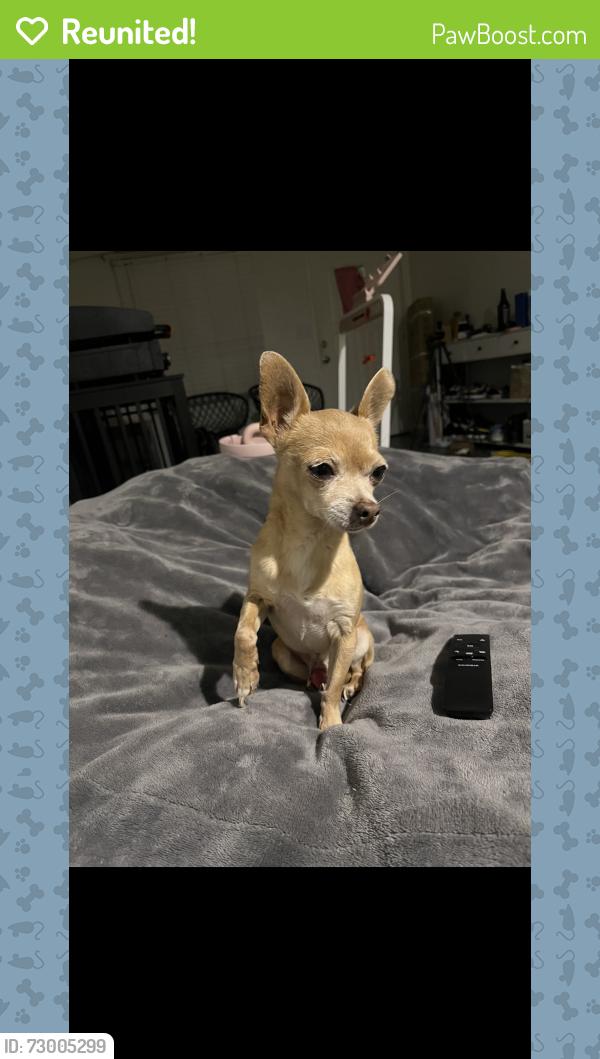 Reunited Male Dog last seen Mt Vernon ave 711 , Colton, CA 92324