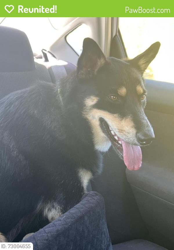 Reunited Female Dog last seen Near Piedmont Rd, San Jose, CA 95132, San Jose, CA 95132