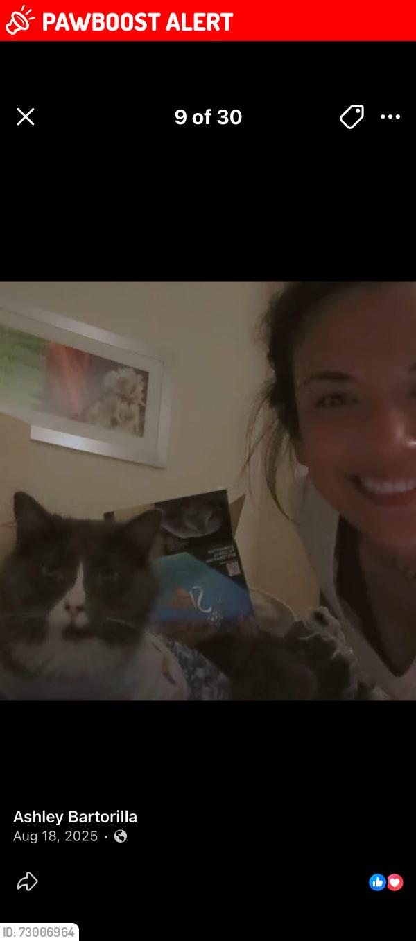 Lost Female Cat last seen shooks run park, Colorado Springs, CO 80909