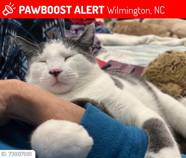 Lost Male Cat last seen Goodwood way Fortune Place, Wilmington, NC 28412