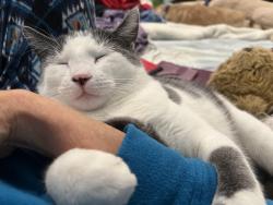 Lost Male Cat last seen Goodwood way Fortune Place, Wilmington, NC 28412