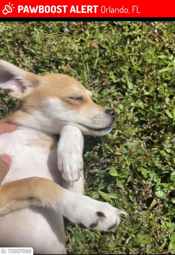 Lost Female Dog last seen Cypress glen near major street by Dean and Curry Ford, Orlando, FL 32825