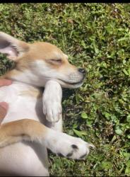 Lost Female Dog last seen Cypress glen near major street by Dean and Curry Ford, Orlando, FL 32825