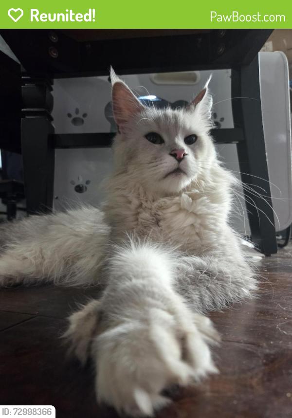 Reunited Female Cat last seen Bluebird and Peyton, Lebanon, TN 37087
