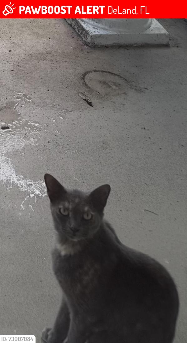 Lost Female Cat last seen Talton Ave deland , DeLand, FL 32720