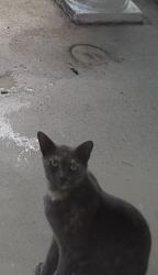 Lost Female Cat last seen Talton Ave deland , DeLand, FL 32720
