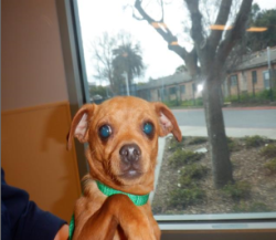 Lost Female Dog last seen Kenwood Crosspointe, Mi rancho plaza and yer Park, San Jose, CA 95111