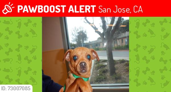 Lost Female Dog last seen Kenwood Crosspointe, Mi rancho plaza and yer Park, San Jose, CA 95111