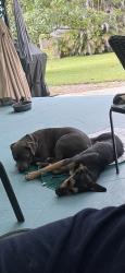 Reunited Unknown Dog last seen 11th and Kentucky, Fort Pierce, FL 34950