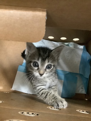 Shelter Stray Female Cat last seen Near Camp Bowie Blvd, West District, TX, 355 Hillshire Dr, Haslet, TX 76052, USA
