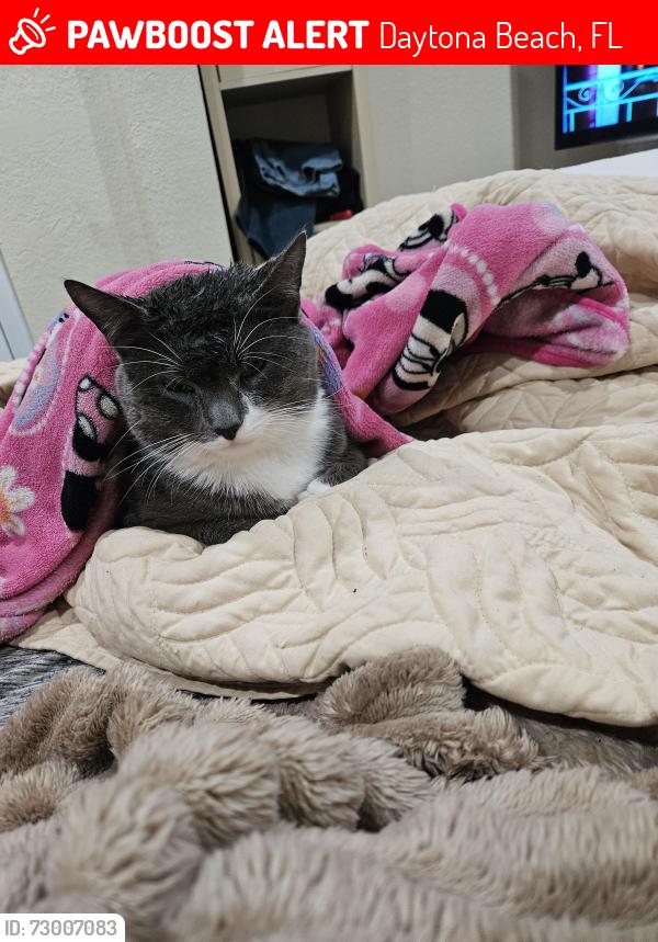 Lost Male Cat last seen Keech st, Daytona Beach, FL 32114