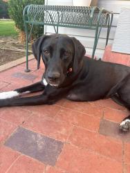 Lost Female Dog last seen Sooner & Patrol Road, Oklahoma City, OK 73135