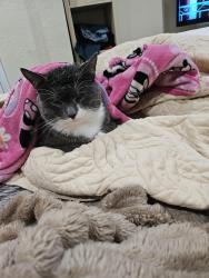 Lost Male Cat last seen Keech st, Daytona Beach, FL 32114