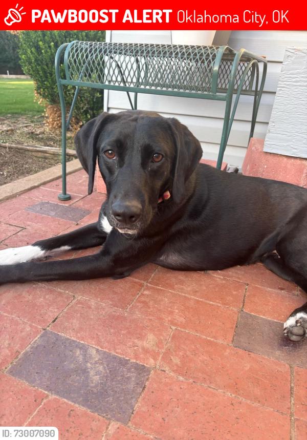 Lost Female Dog last seen Sooner & Patrol Road, Oklahoma City, OK 73135