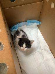 Shelter Stray Female Cat last seen Near Camp Bowie Blvd, West District, TX, 355 Hillshire Dr, Haslet, TX 76052, USA