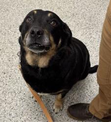 Shelter Stray Male Dog last seen 107th & Oakland Ave, KCMO, 64134, 64134, MO, 7077 Elmwood Ave, Kansas City, MO 64132, USA