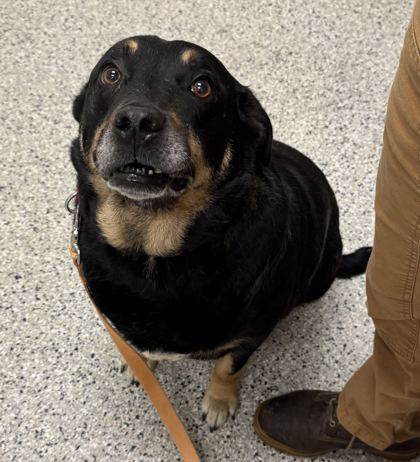 Shelter Stray Male Dog last seen 107th & Oakland Ave, KCMO, 64134, 64134, MO, 7077 Elmwood Ave, Kansas City, MO 64132, USA