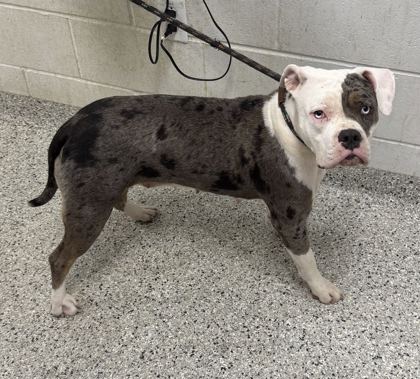 Shelter Stray Female Dog last seen Blue Pkwy E & MLK Blvd, KCMO, 64129, 64129, MO, 7077 Elmwood Ave, Kansas City, MO 64132, USA