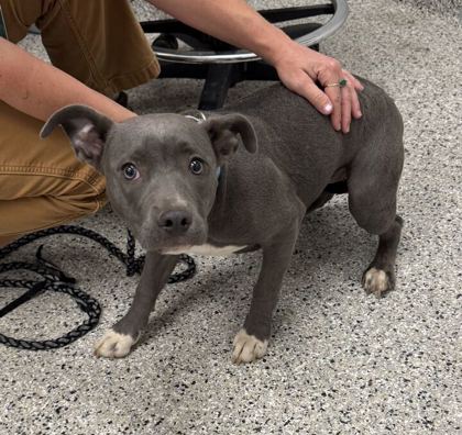 Shelter Stray Female Dog last seen Blue Pkwy E & MLK Blvd, KCMO, 64129, 64129, MO, 7077 Elmwood Ave, Kansas City, MO 64132, USA