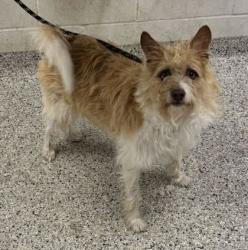 Shelter Stray Male Dog last seen Shoal Creek Rd, 64157, MO, 7077 Elmwood Ave, Kansas City, MO 64132, USA