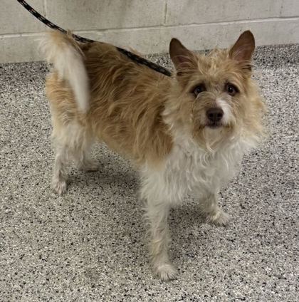 Shelter Stray Male Dog last seen Shoal Creek Rd, 64157, MO, 7077 Elmwood Ave, Kansas City, MO 64132, USA