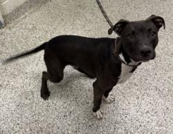Shelter Stray Male Dog last seen Near N Elmwood Ave, 64124, MO, 7077 Elmwood Ave, Kansas City, MO 64132, USA