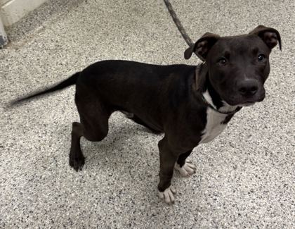 Shelter Stray Male Dog last seen Near N Elmwood Ave, 64124, MO, 7077 Elmwood Ave, Kansas City, MO 64132, USA