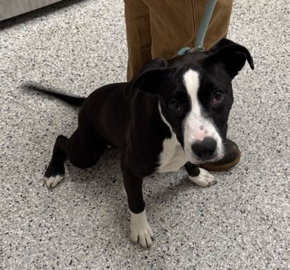 Shelter Stray Female Dog last seen Near N Elmwood Ave, 64124, MO, 7077 Elmwood Ave, Kansas City, MO 64132, USA