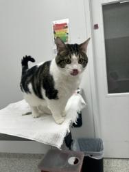 Shelter Stray Male Cat last seen E 122nd & Charlotte, KCMO, 64146, 64146, MO, 7077 Elmwood Ave, Kansas City, MO 64132, USA