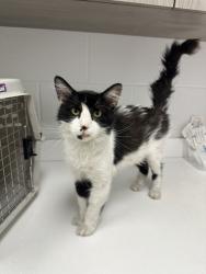 Shelter Stray Male Cat last seen Near E Winner Rd, Kansas City, MO 64125, 64125, MO, 7077 Elmwood Ave, Kansas City, MO 64132, USA